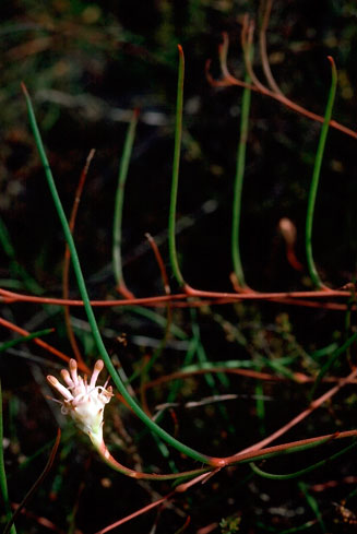 Serruria flagellifolia (Houhoek spiderhead)