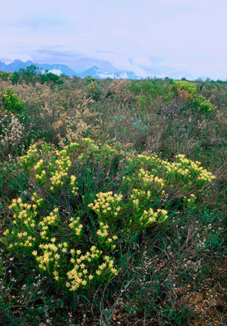 Leucadendron lanigerum