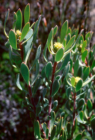 Leucadendron glaberrimum