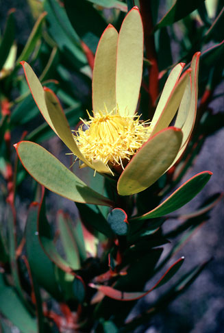 Leucadendron gydoense