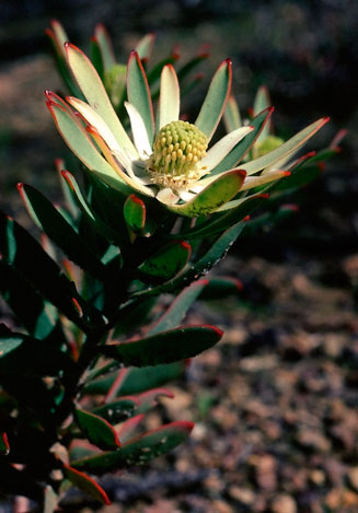 Leucadendron lanigerum