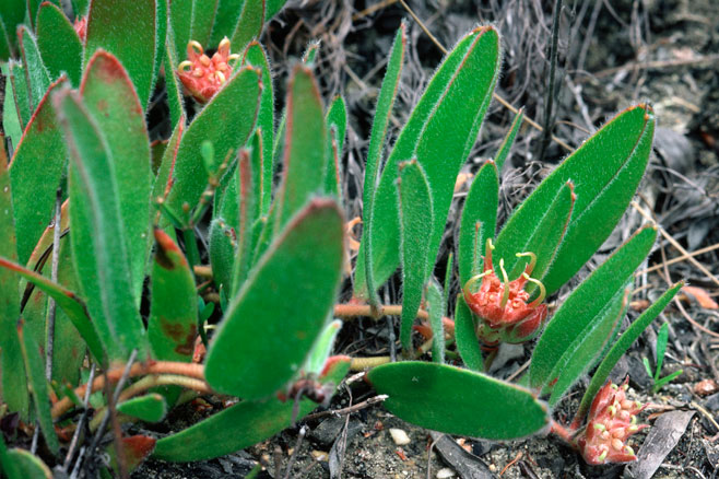 Leucospermum gueinzii (Kloof fountain pincushion)