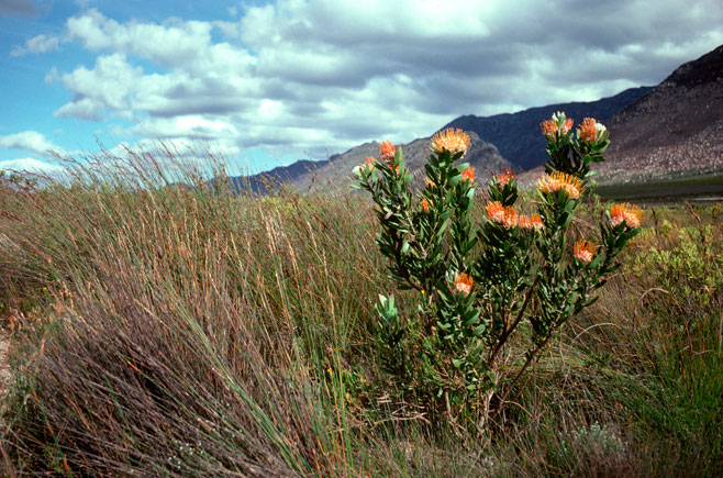 Leucospermum erubescens (Oudtshoorn pincushion)