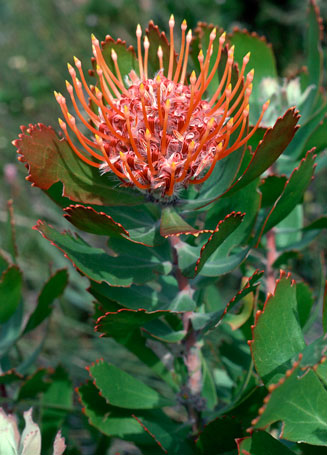 Leucospermum glabrum (Outeniqua pincushion)