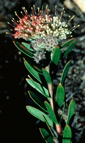 Leucospermum royenifolium (Eastern pincushion)
