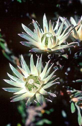 Leucadendron radiatum