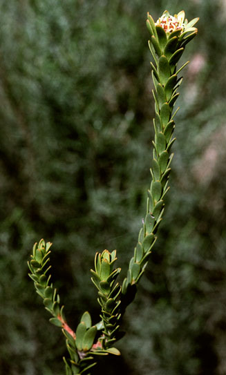 Leucadendron thymifolium