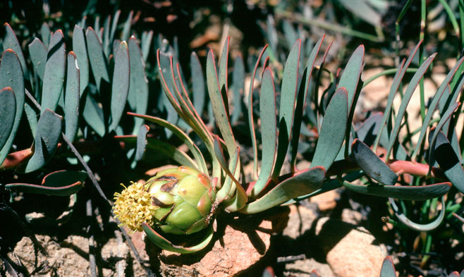 Leucadendron cadens