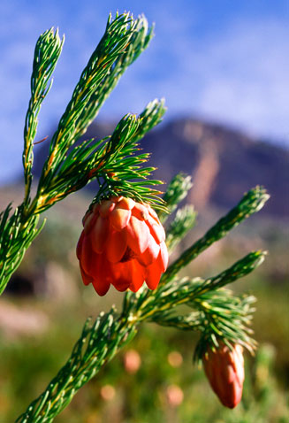 Protea nana (Mountain-rose sugarbush)