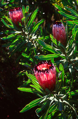 Protea neriifolia (Narrow-leaf sugarbush)