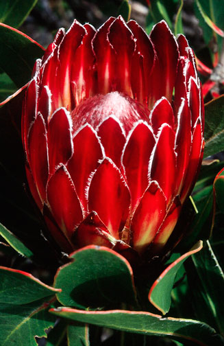 Protea obtusifolia (Limestone sugarbush)