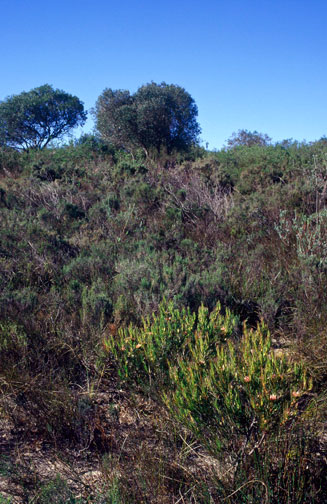 Protea odorata (Swartland sugarbush)