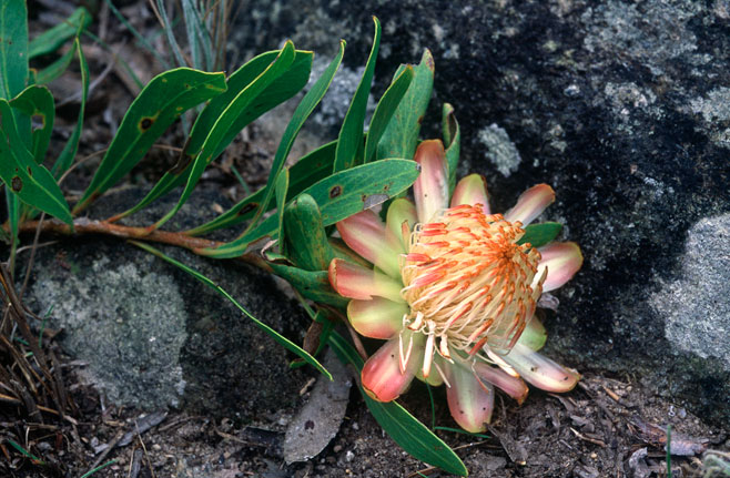 Protea parvula (Dainty sugarbush)
