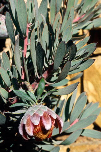 Protea pendula (Nodding sugarbush)