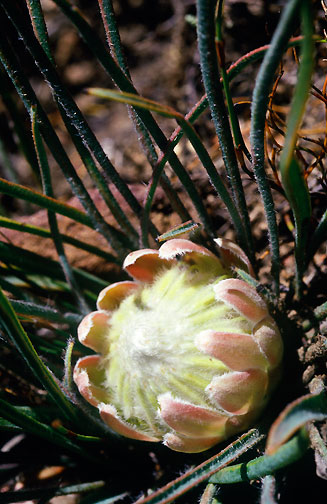 Protea piscina (Visgat sugarbush)