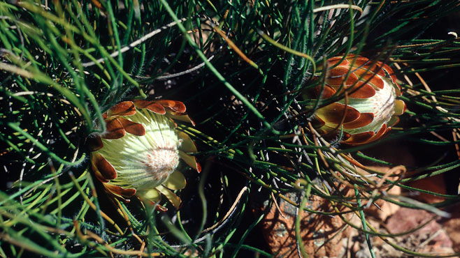 Protea restionifolia (Reed-leaf sugarbush)