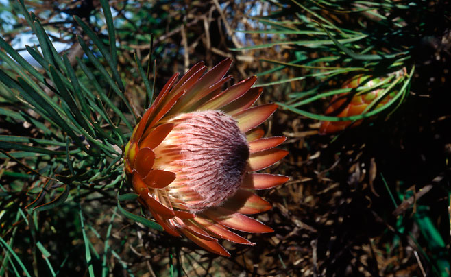Protea pudens (Bashful sugarbush)