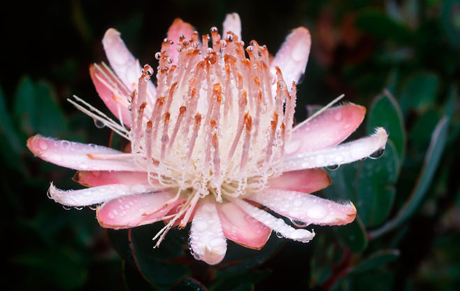 Protea punctata (Water sugarbush)