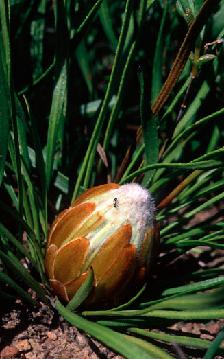 Protea scabra (Sandpaper-leaf sugarbush)