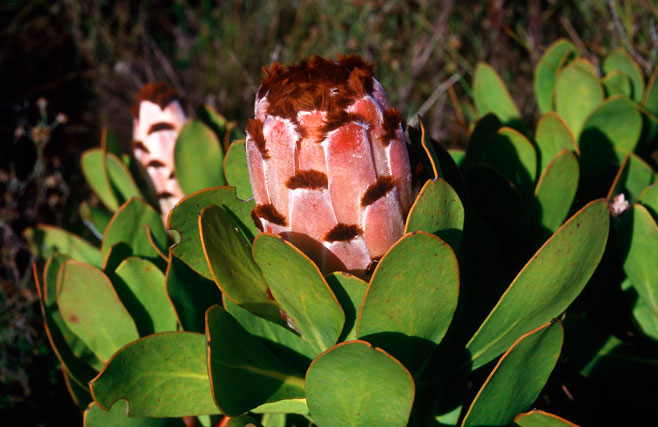 Protea speciosa (Brown-beard sugarbush)