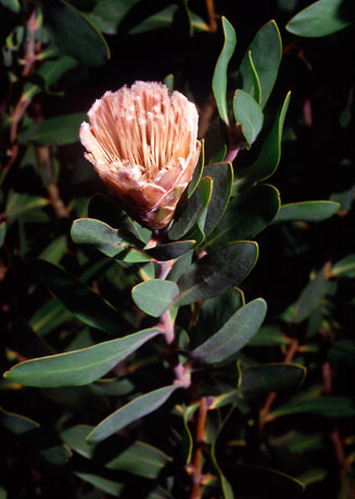 Protea subulifolia (Awl-leaf sugarbush)