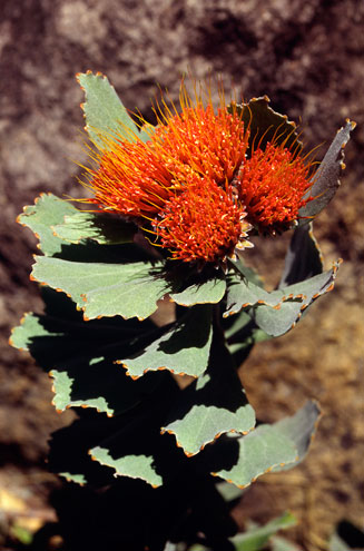 Leucospermum mundii (Langeberg pincushion)
