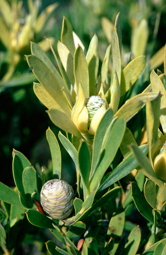 Leucadendron meridianum