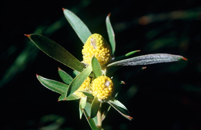 Leucadendron macowanii