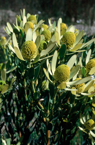 Leucadendron foedum
