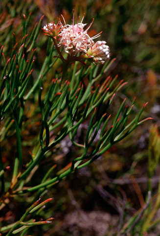 Serruria leipoldtii (Louis Leipoldt's spiderhead)