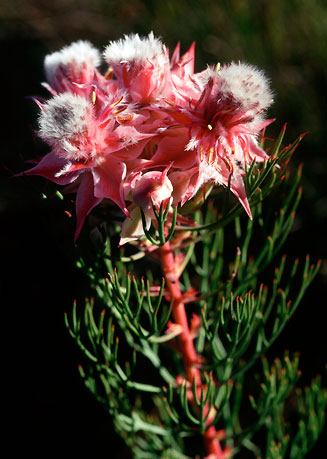 Serruria rosea (Rose spiderhead)