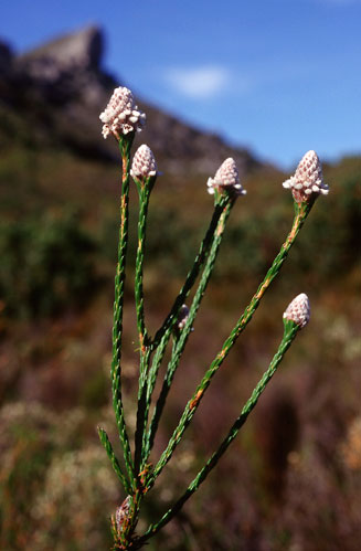 Spatalla ericoides (Erica-leaf spoon)