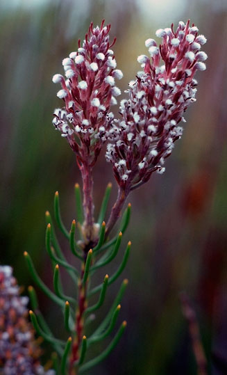 Spatalla longifolia (Pink-stalked spoon)