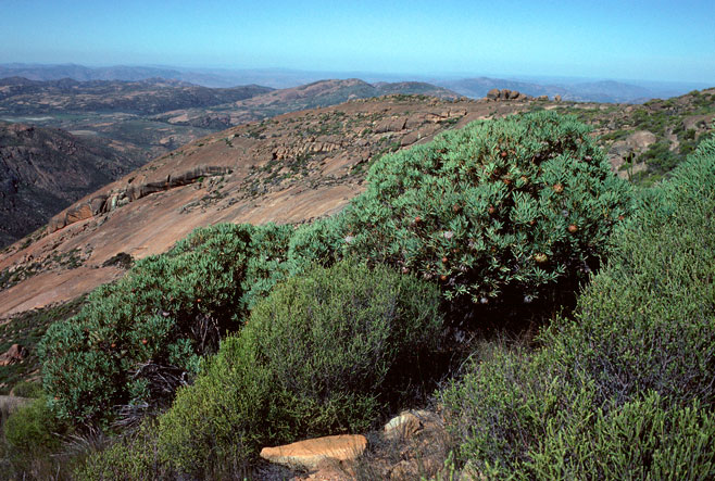 Protea namaquana (Kamiesberg sugarbush)