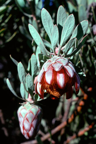 Protea pendula (Nodding sugarbush)