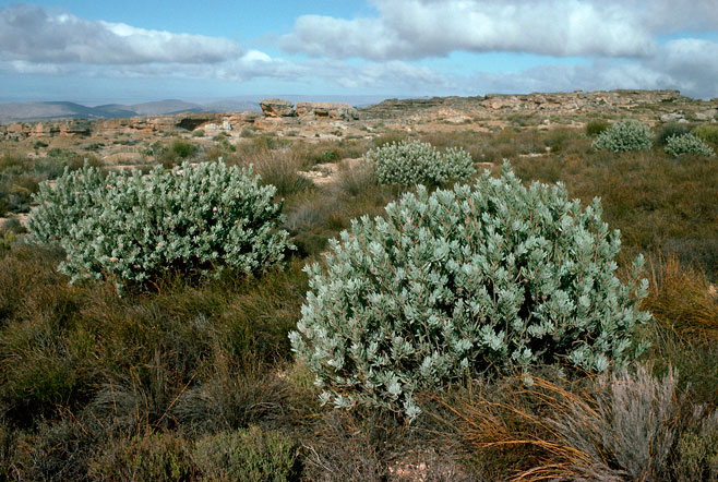 Protea pendula (Nodding sugarbush)