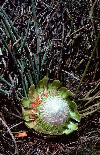 Protea revoluta (Roll-leaved sugarbush)