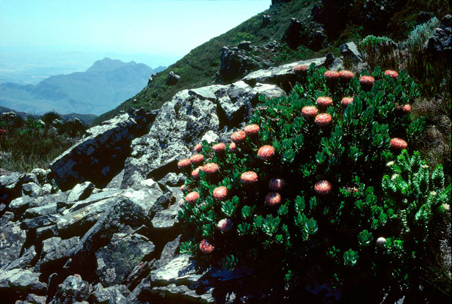 Protea rupicola (Krantz sugarbush)