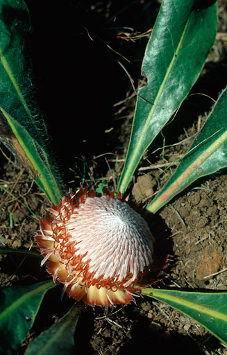 Protea scolopendrifolia (Harts-tongue-fern sugarbush)
