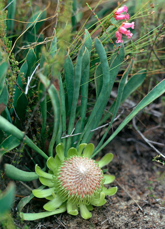 Protea laevis (Smooth-leaf sugarbush)