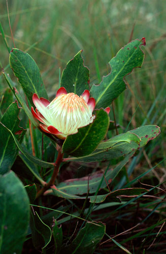 Protea scorzonerifolia (Channel-leaf sugarbush)