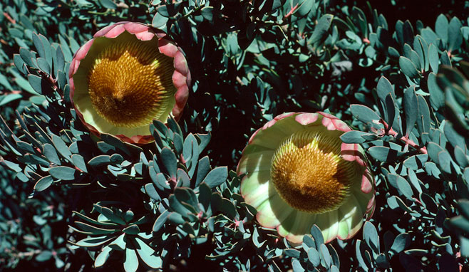 Protea sulphurea (Sulphur sugarbush)