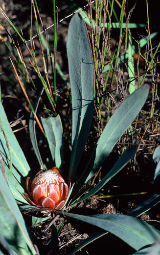 Protea vogtsiae (Kouga sugarbush)