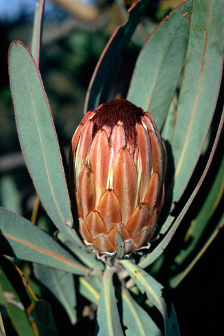 Protea lorifolia (Strap-leaf sugarbush)