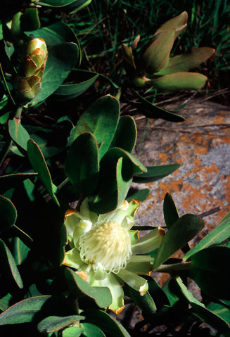 Protea welwitschii (Dwarf savanna sugarbush)