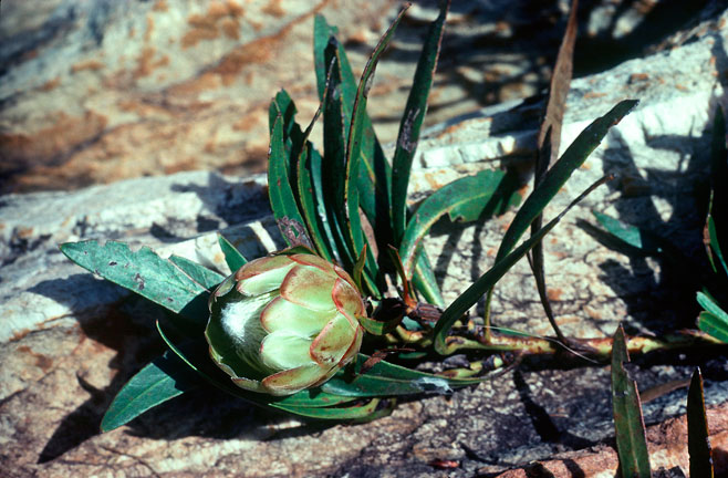 Protea tenax (Tenacious sugarbush)