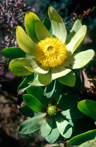 Leucadendron globosum