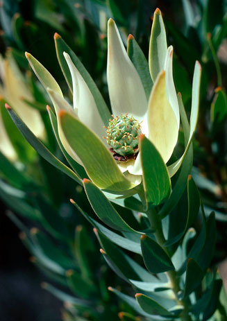 Leucadendron procerum