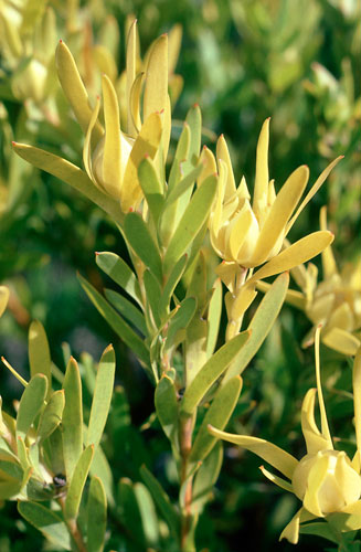 Leucadendron meridianum