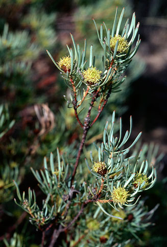 Leucadendron meyerianum